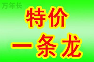 宁国安徽省宁国市墓地怎样买？